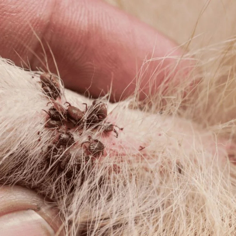 Flea & Tick Treatments