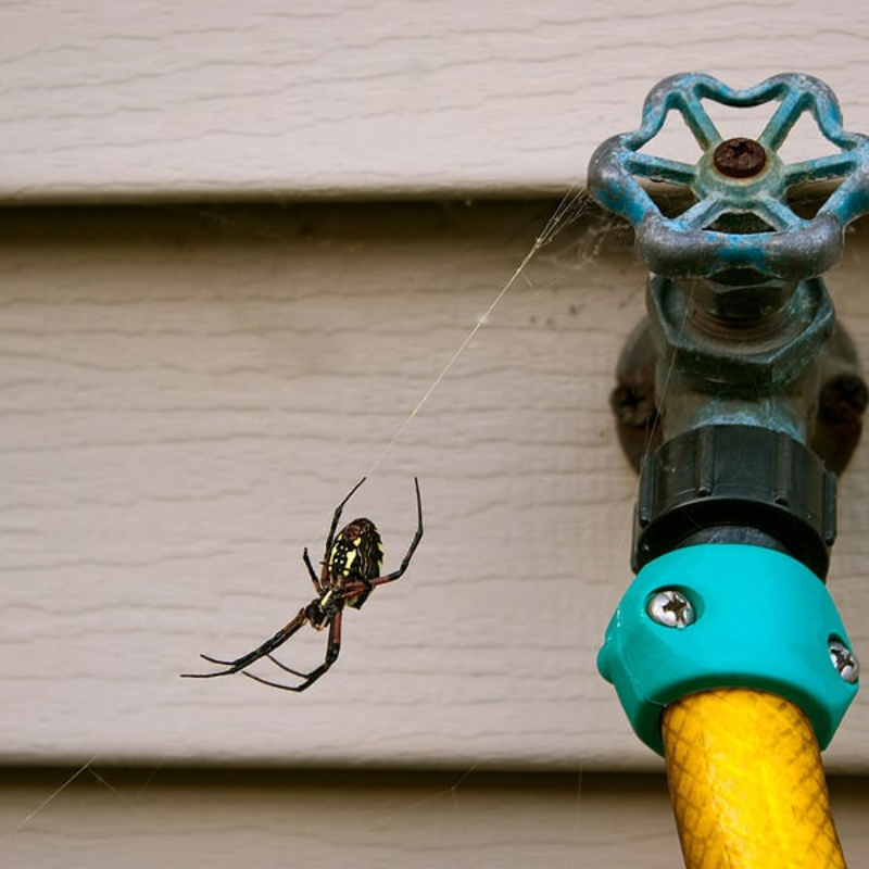 Spider & Wasp Treatments